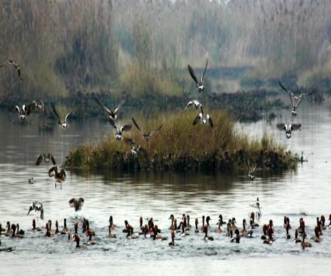 WILDLIFE AT BHIMBANDH WILD LIFE SACTUARY 