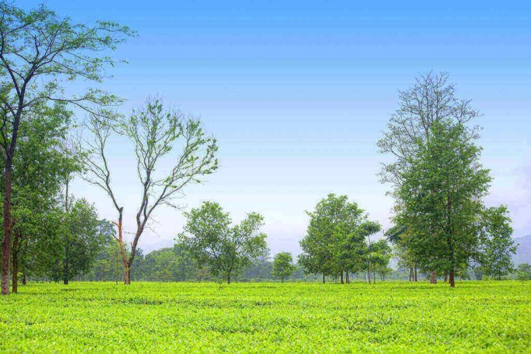 tea garden in kishanganj