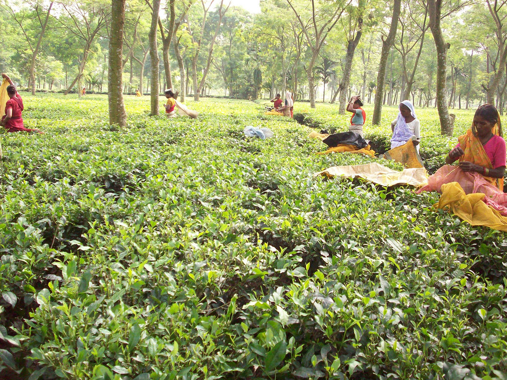 tea graden in kishanganj 