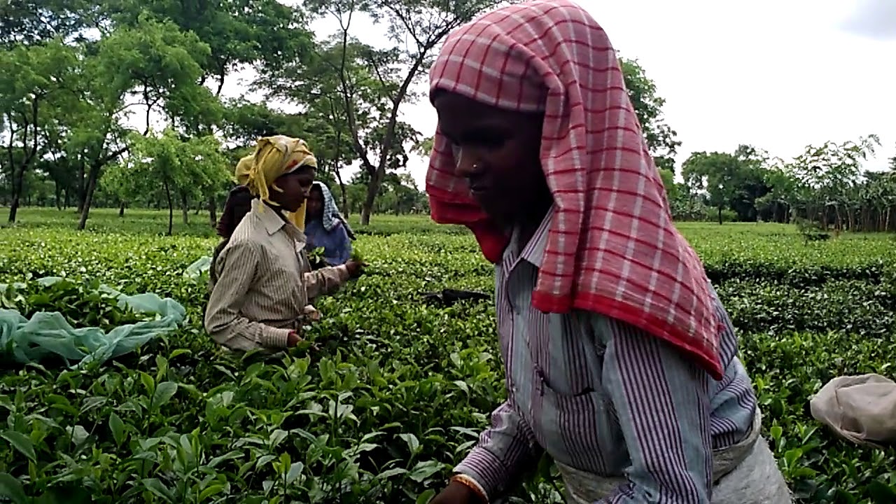 tea garden in kishanganj